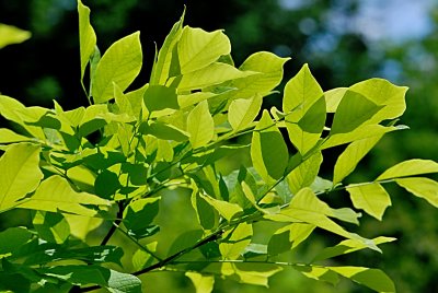 Cladrastis kentukea 'Perkins Pink' - křehovětvec žlutý - jarní listy